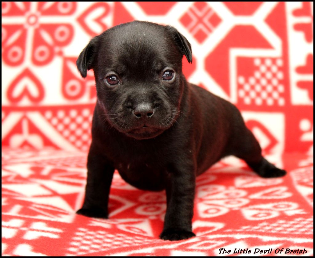 The Little Devil Of Breizh - Chiot disponible  - Staffordshire Bull Terrier