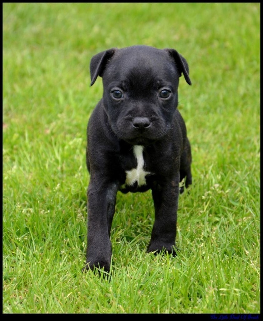The Little Devil Of Breizh - Chiot disponible  - Staffordshire Bull Terrier