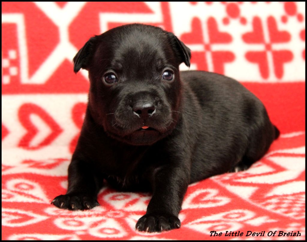 The Little Devil Of Breizh - Chiot disponible  - Staffordshire Bull Terrier