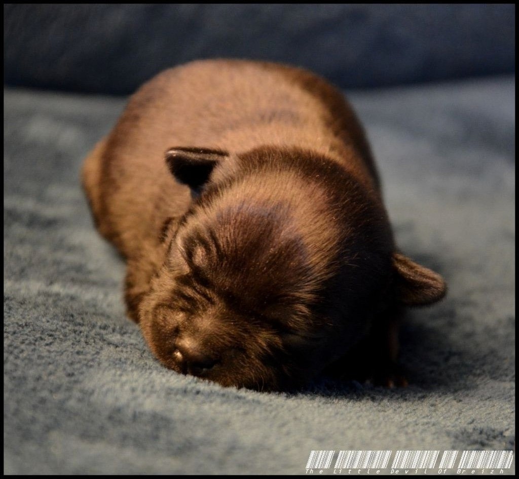 The Little Devil Of Breizh - Chiot disponible  - Staffordshire Bull Terrier