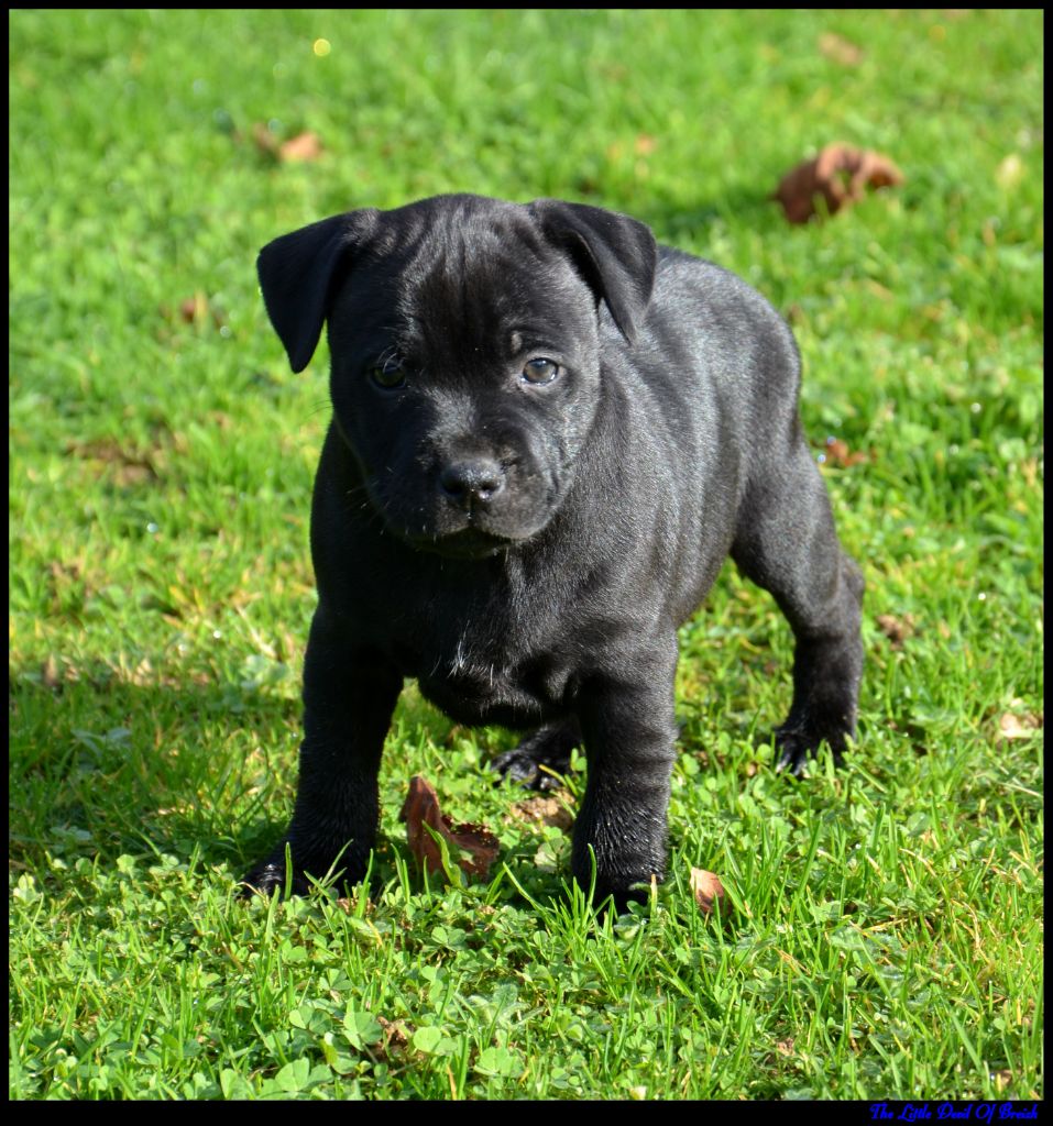 The Little Devil Of Breizh - Chiot disponible  - Staffordshire Bull Terrier