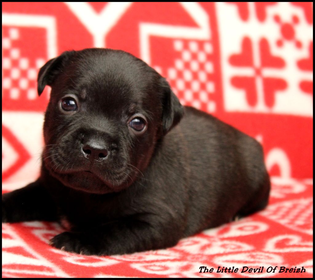 The Little Devil Of Breizh - Chiot disponible  - Staffordshire Bull Terrier