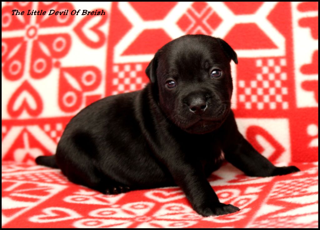 The Little Devil Of Breizh - Chiot disponible  - Staffordshire Bull Terrier