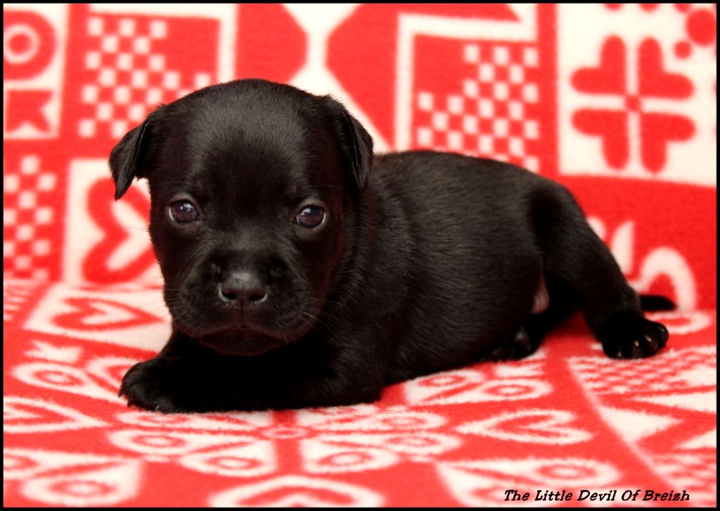 The Little Devil Of Breizh - Chiot disponible  - Staffordshire Bull Terrier