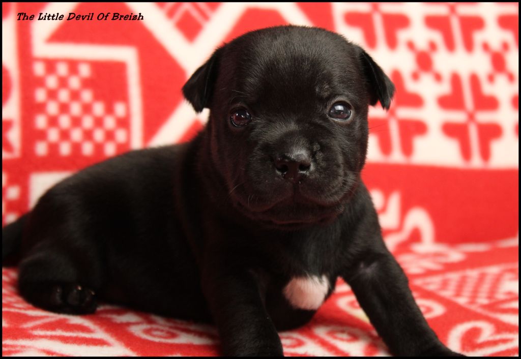 The Little Devil Of Breizh - Chiot disponible  - Staffordshire Bull Terrier