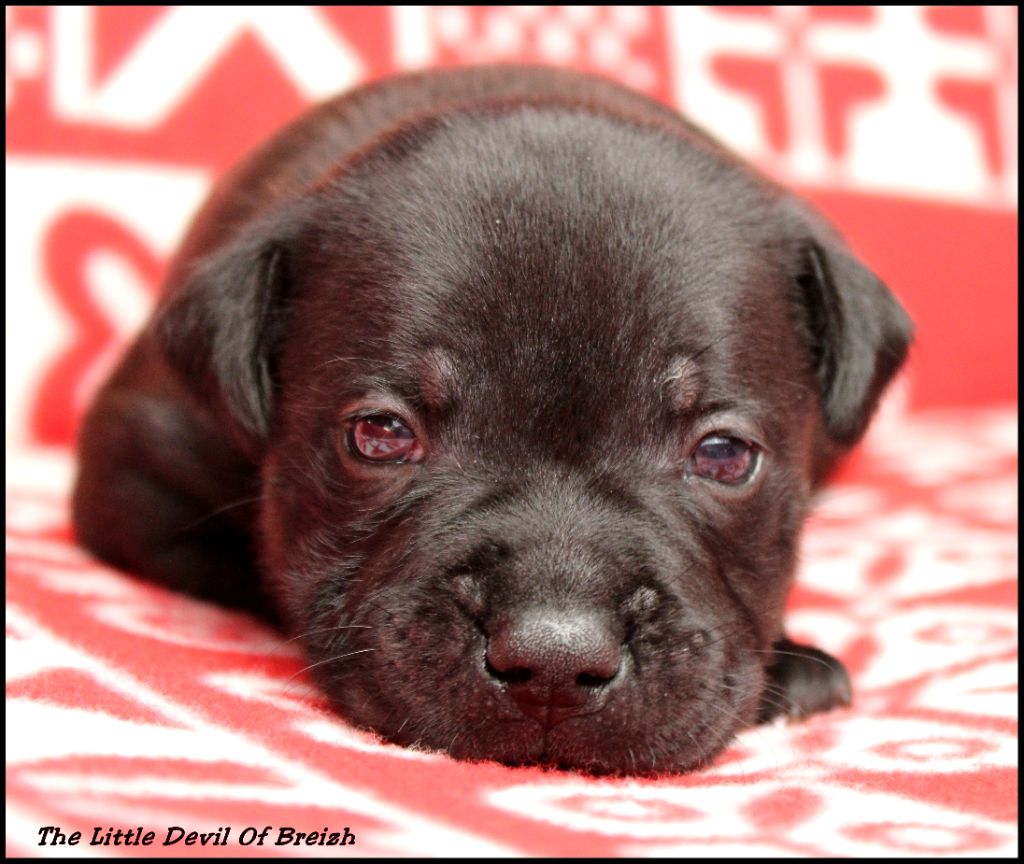 The Little Devil Of Breizh - Chiot disponible  - Staffordshire Bull Terrier