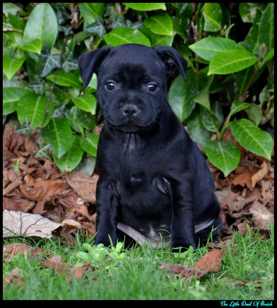 The Little Devil Of Breizh - Chiot disponible  - Staffordshire Bull Terrier