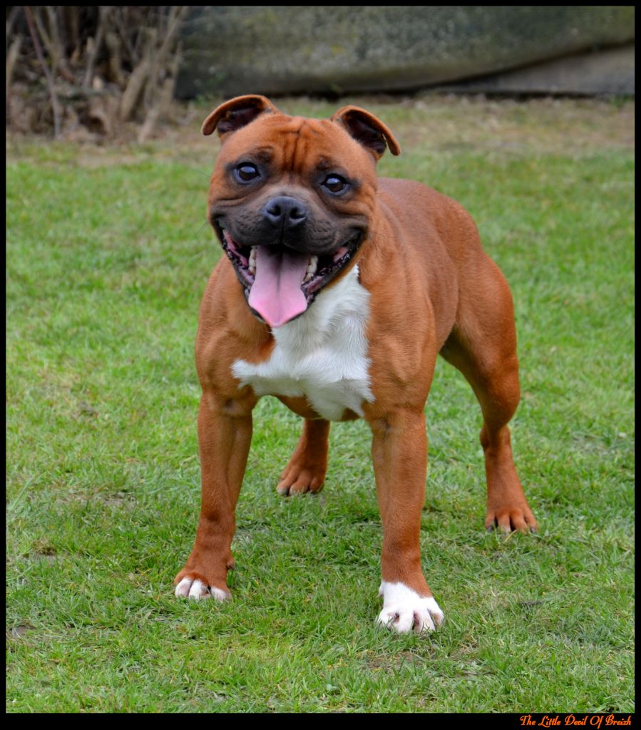 Ultimate fury The Little Devil Of Breizh