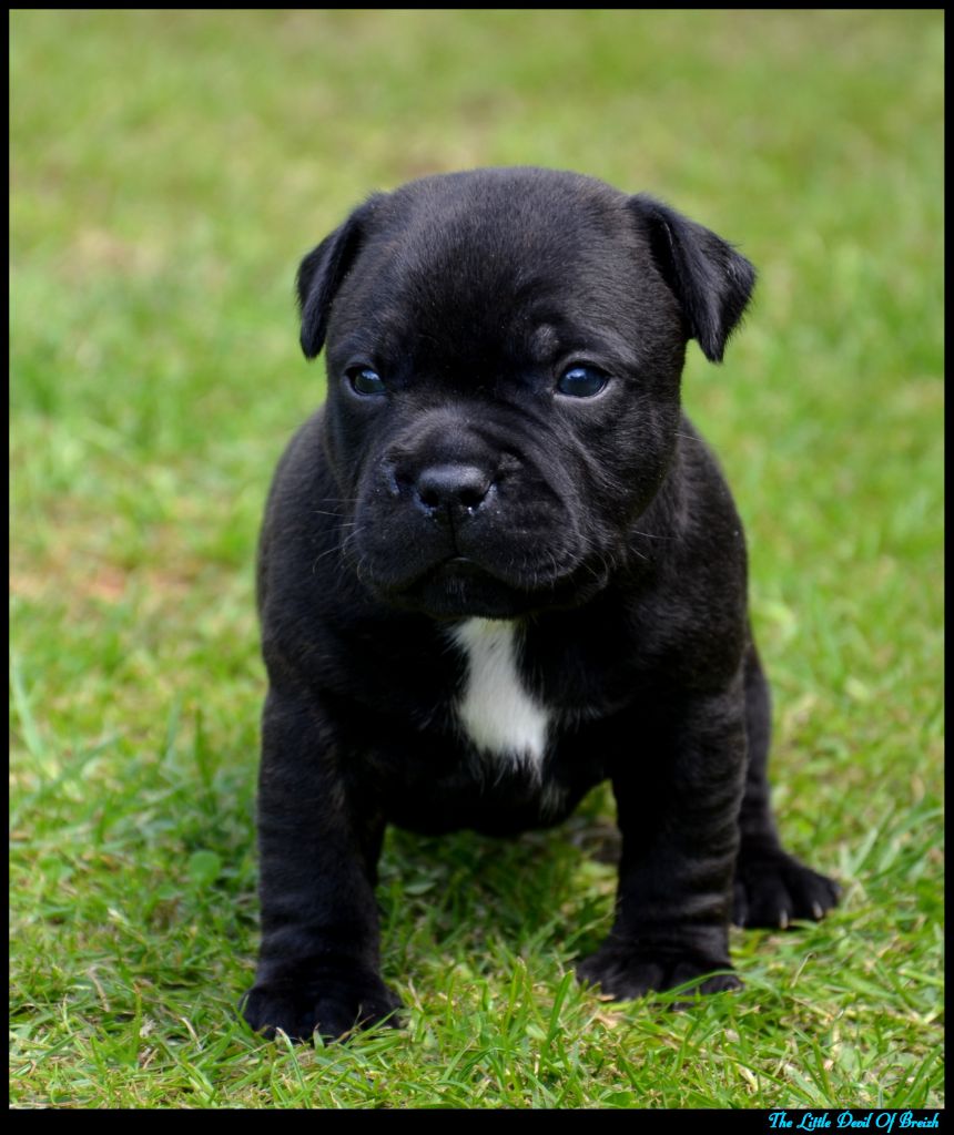 The Little Devil Of Breizh - Chiots disponibles - Staffordshire Bull Terrier