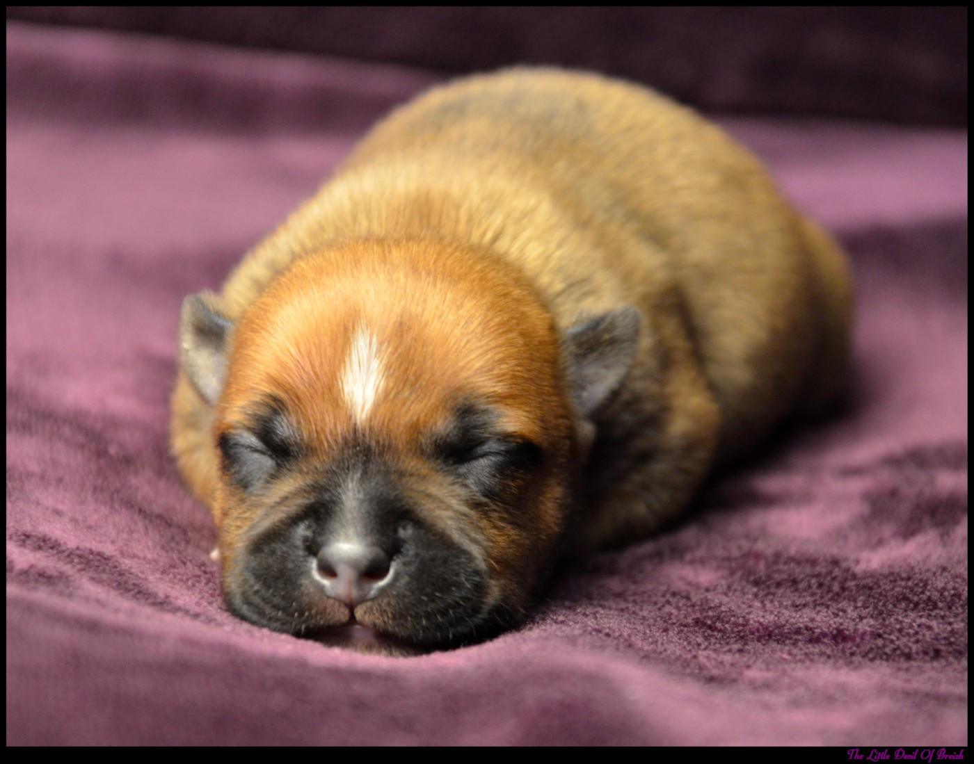 The Little Devil Of Breizh - Chiots disponibles - Staffordshire Bull Terrier