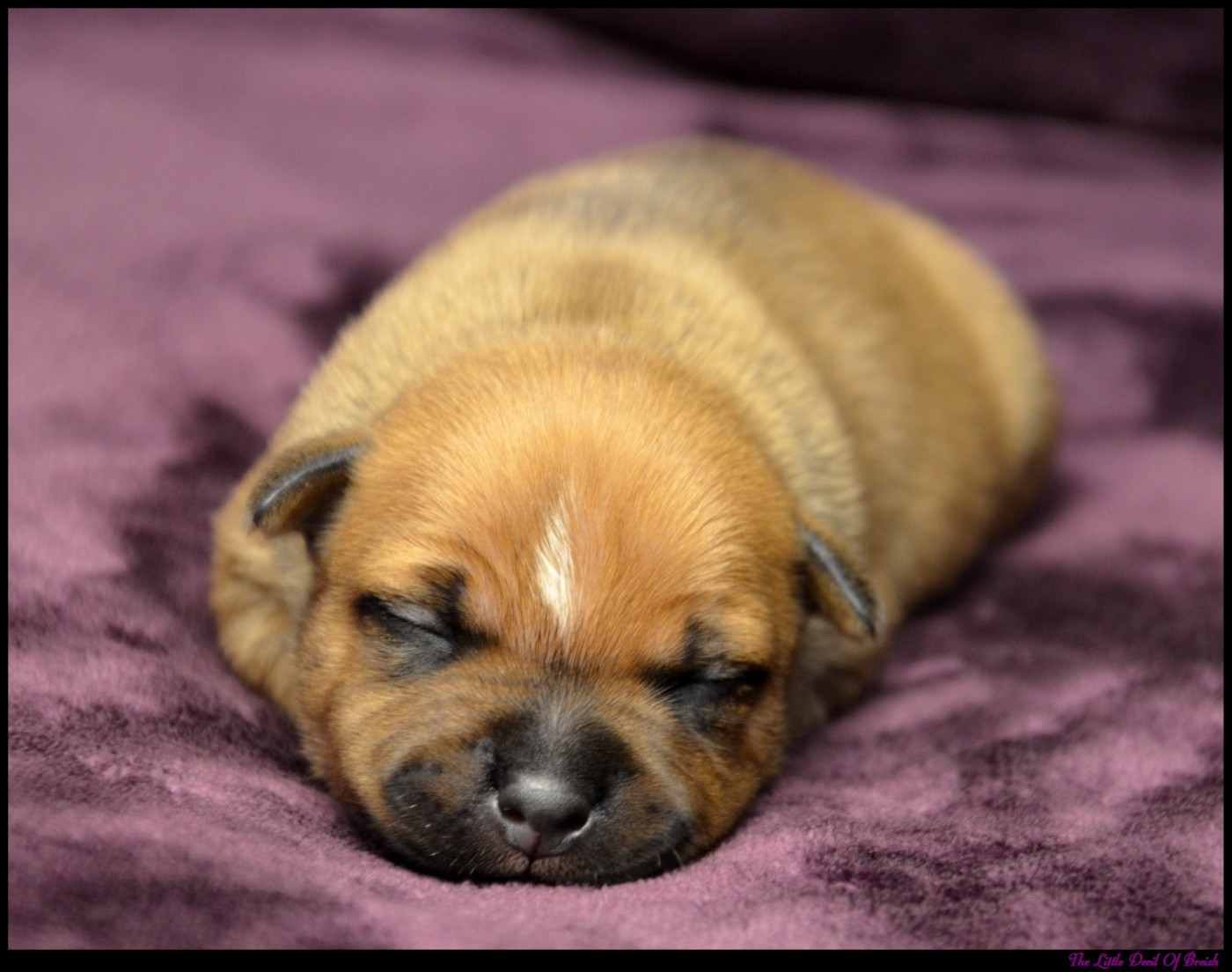 The Little Devil Of Breizh - Chiots disponibles - Staffordshire Bull Terrier