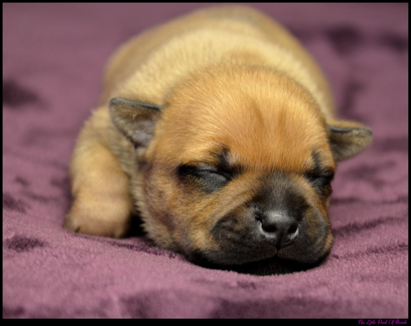 The Little Devil Of Breizh - Chiots disponibles - Staffordshire Bull Terrier