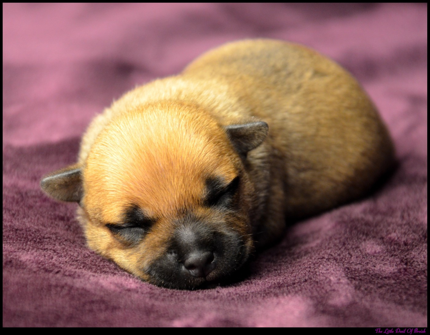 The Little Devil Of Breizh - Chiots disponibles - Staffordshire Bull Terrier