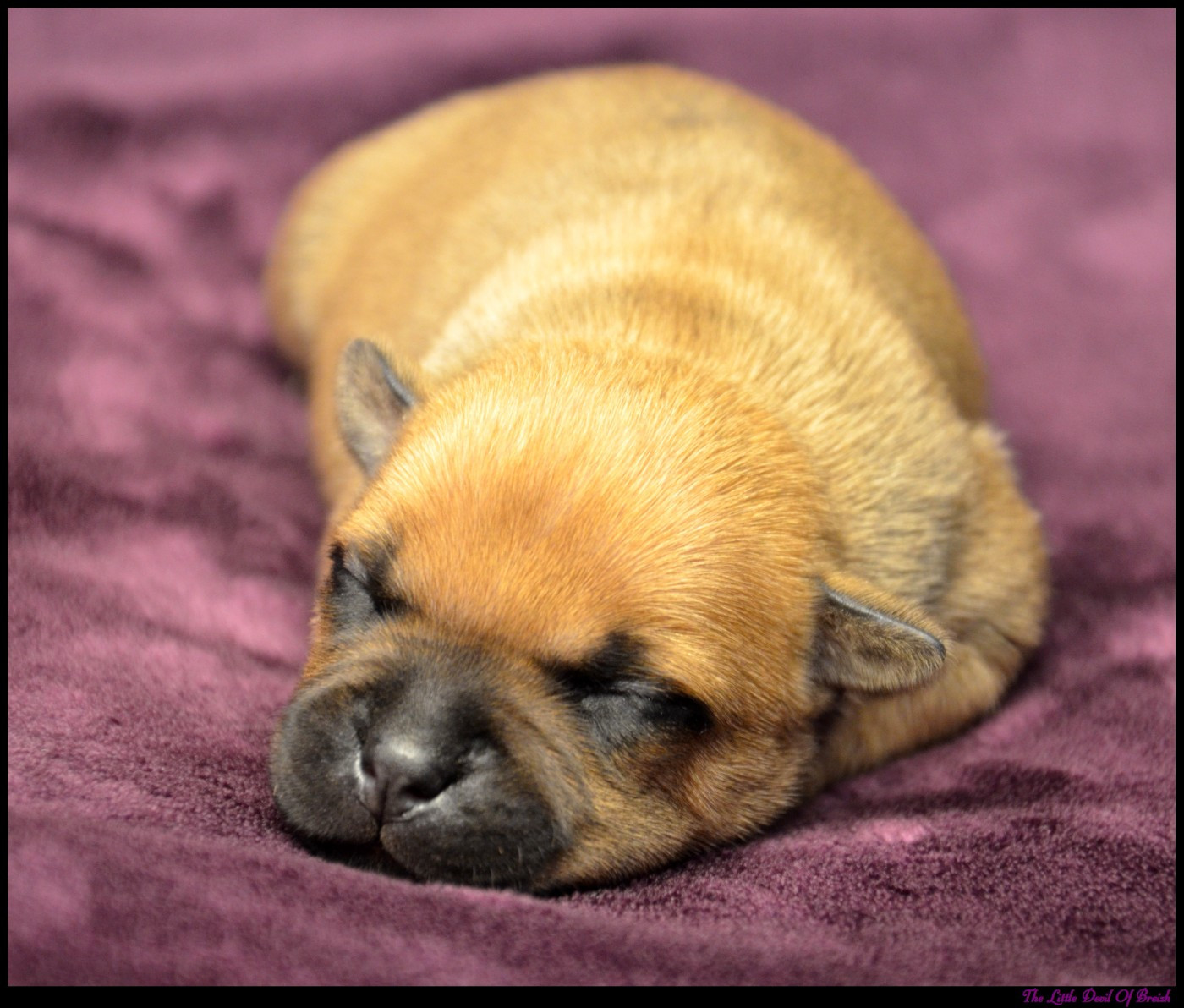 The Little Devil Of Breizh - Chiots disponibles - Staffordshire Bull Terrier