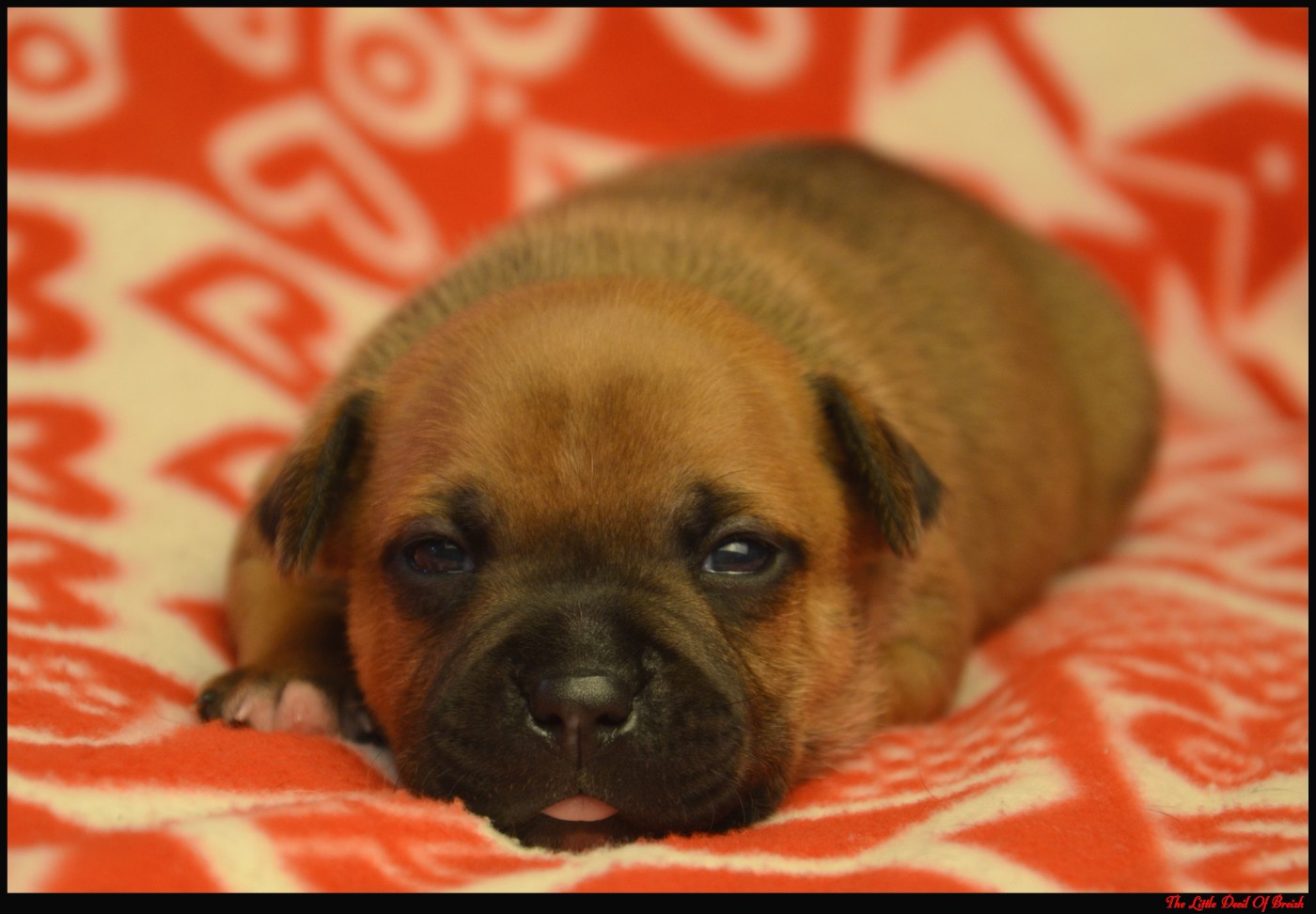 The Little Devil Of Breizh - Chiots disponibles - Staffordshire Bull Terrier