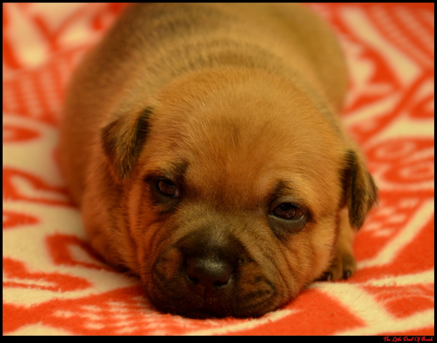 The Little Devil Of Breizh - Chiots disponibles - Staffordshire Bull Terrier