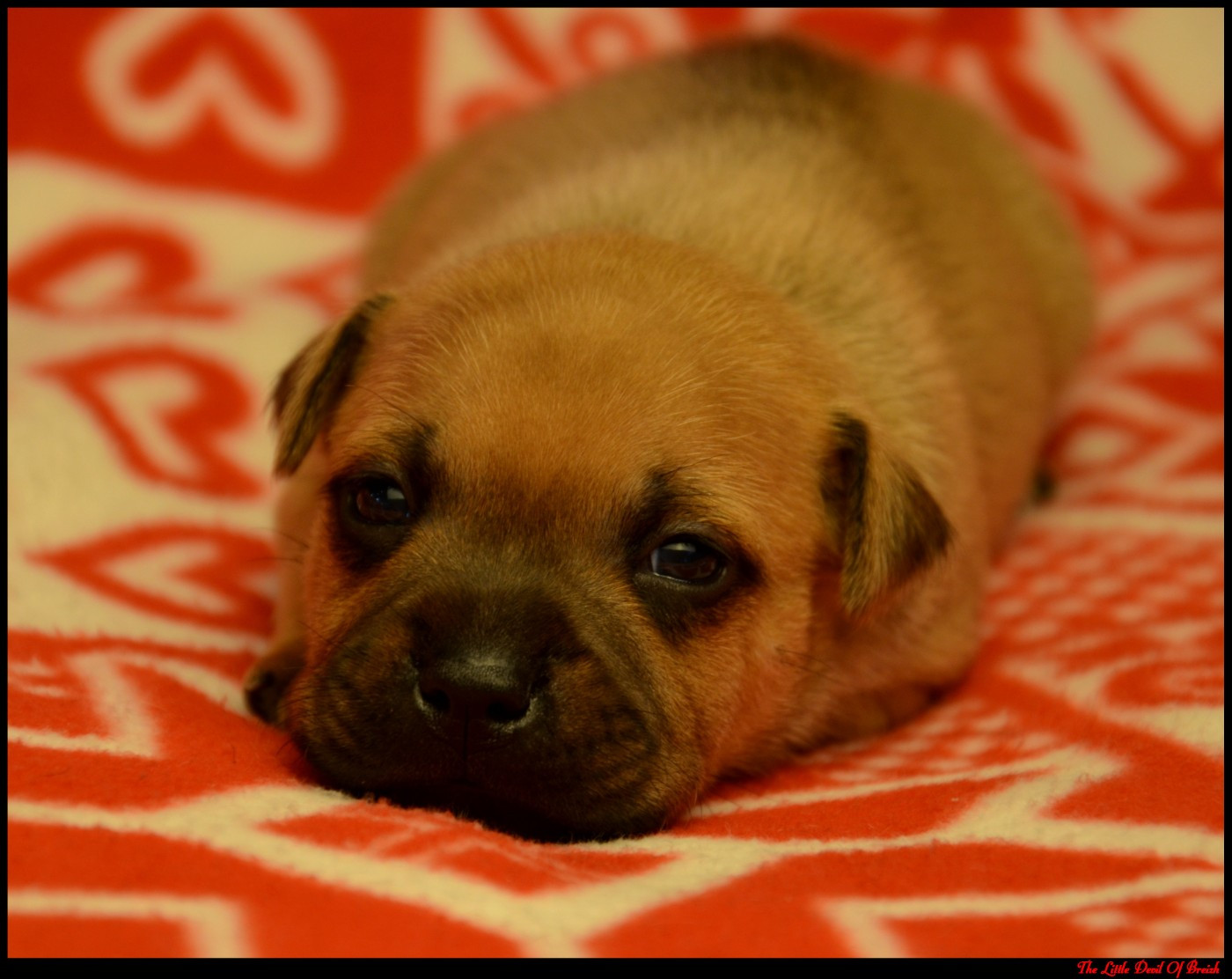 The Little Devil Of Breizh - Chiots disponibles - Staffordshire Bull Terrier