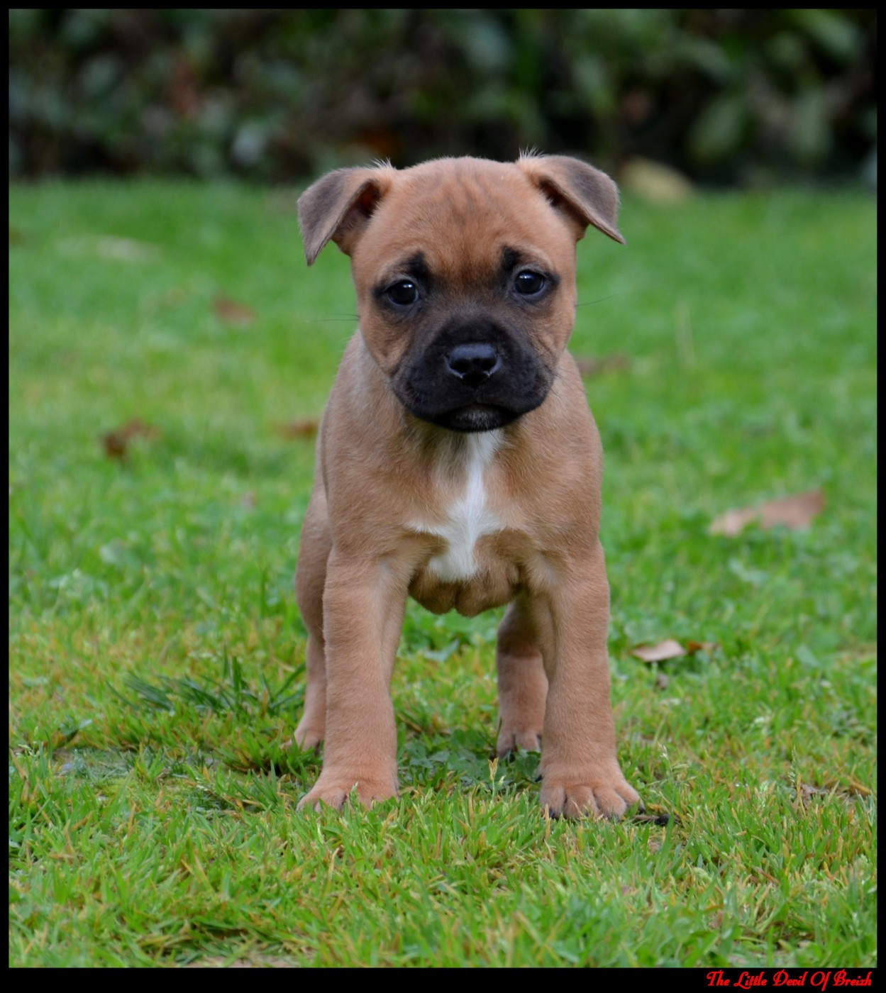 The Little Devil Of Breizh - Staffordshire Bull Terrier - Portée née le 28/10/2025