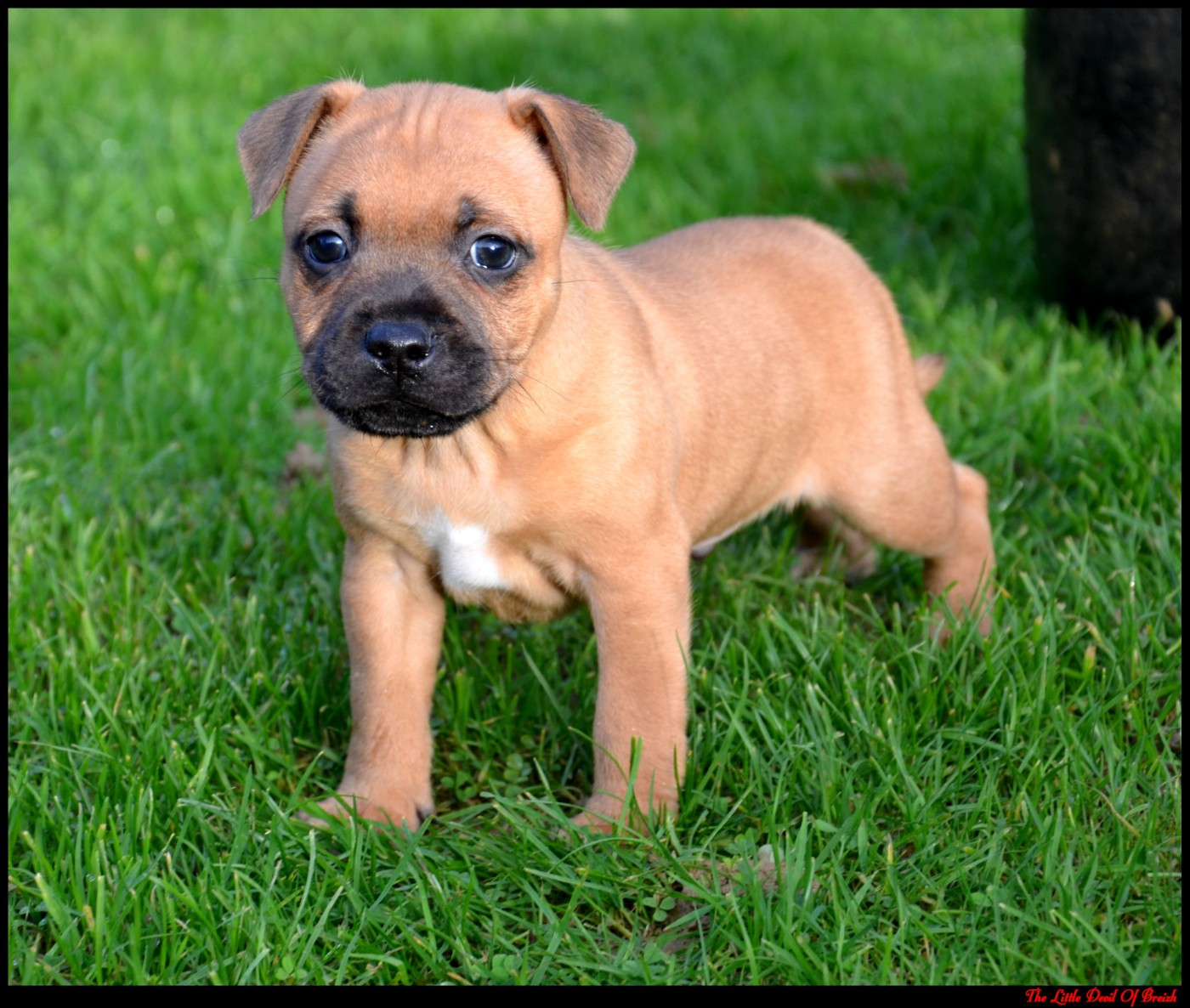 The Little Devil Of Breizh - Chiots disponibles - Staffordshire Bull Terrier