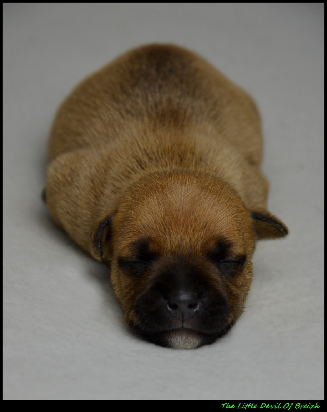 The Little Devil Of Breizh - Chiots disponibles - Staffordshire Bull Terrier