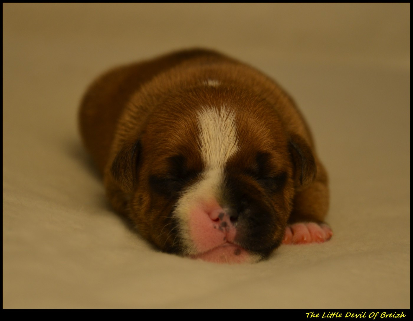 The Little Devil Of Breizh - Chiots disponibles - Staffordshire Bull Terrier