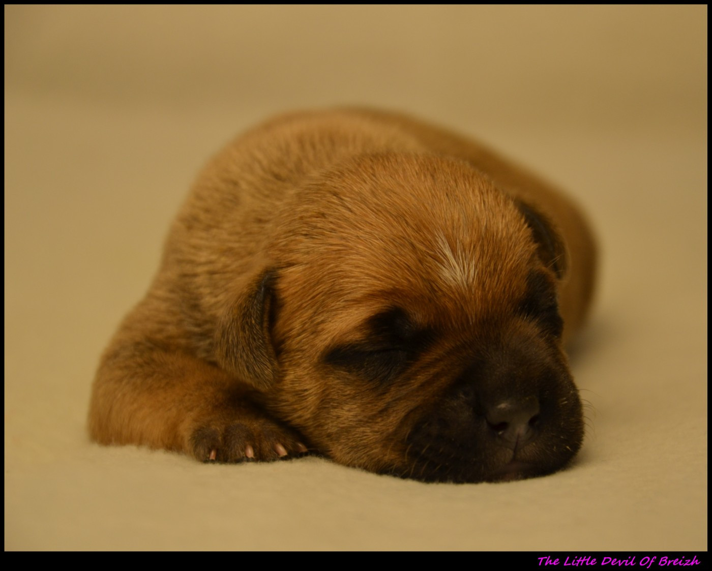 The Little Devil Of Breizh - Chiots disponibles - Staffordshire Bull Terrier