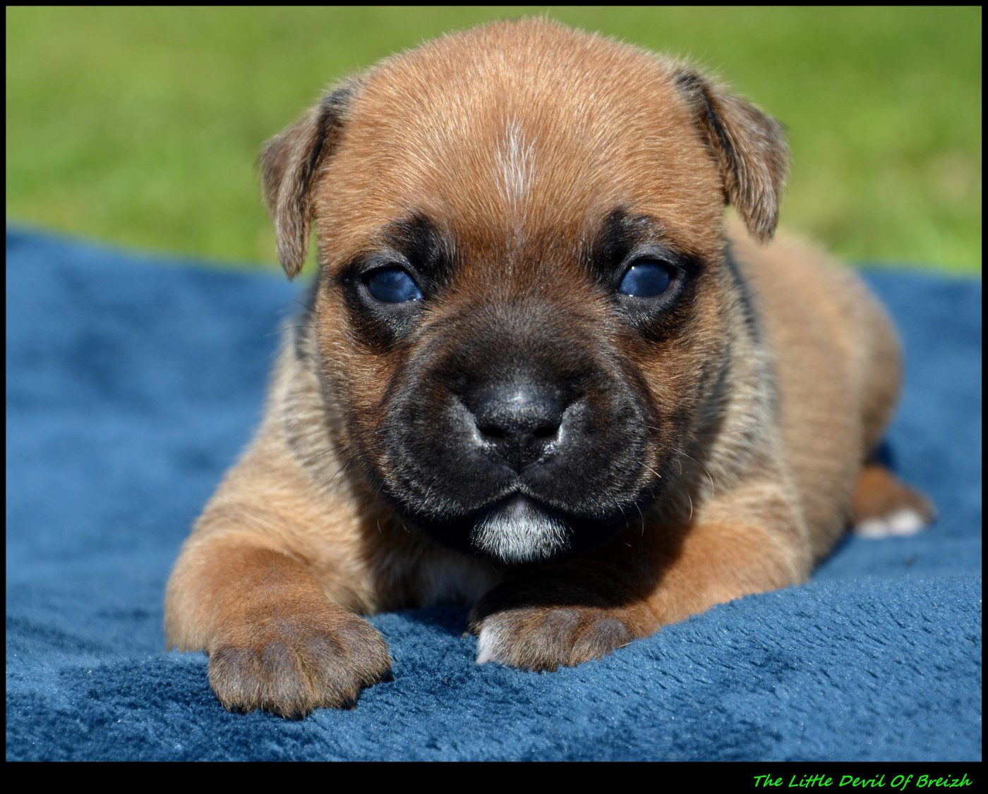 The Little Devil Of Breizh - Chiots disponibles - Staffordshire Bull Terrier
