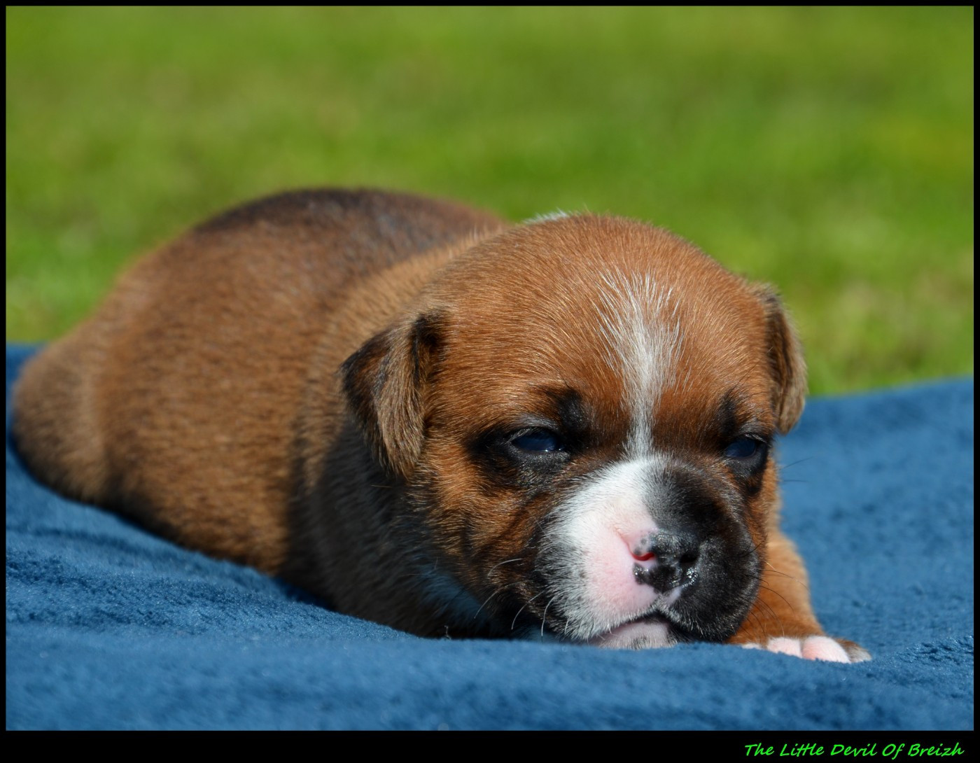 The Little Devil Of Breizh - Chiots disponibles - Staffordshire Bull Terrier