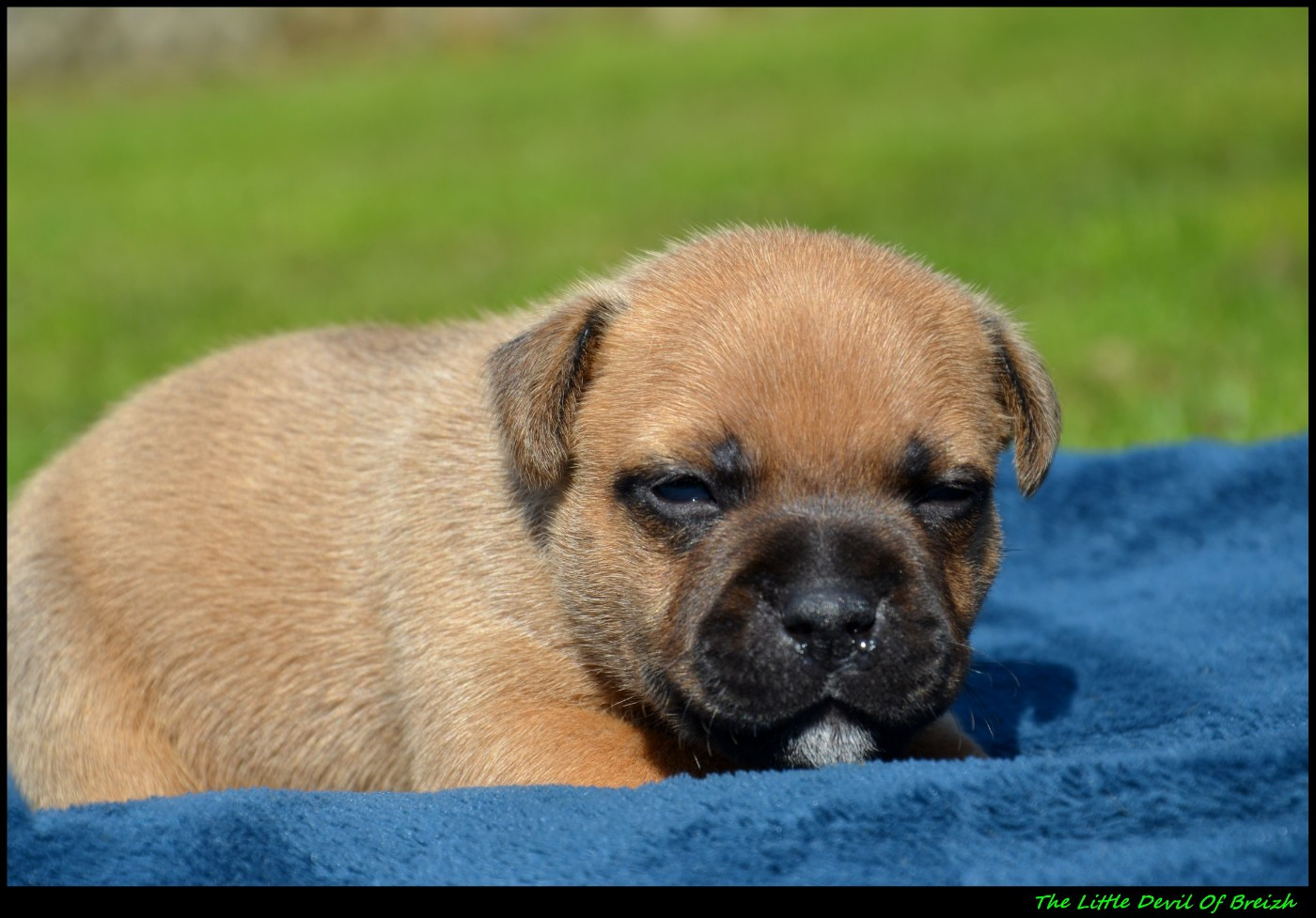 The Little Devil Of Breizh - Chiots disponibles - Staffordshire Bull Terrier