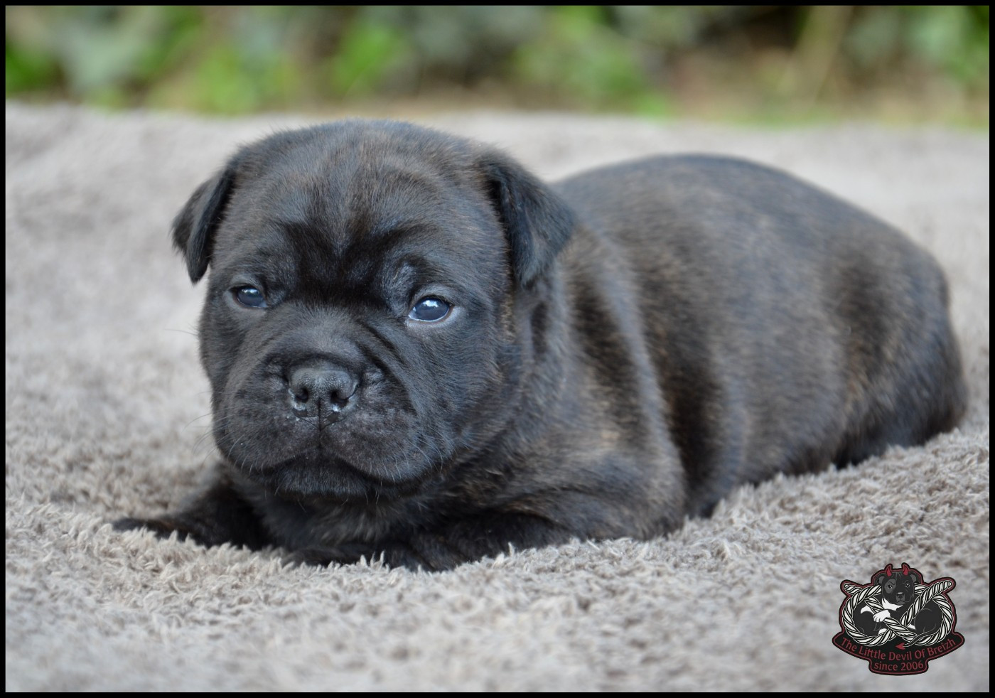 The Little Devil Of Breizh - Chiots disponibles - Staffordshire Bull Terrier