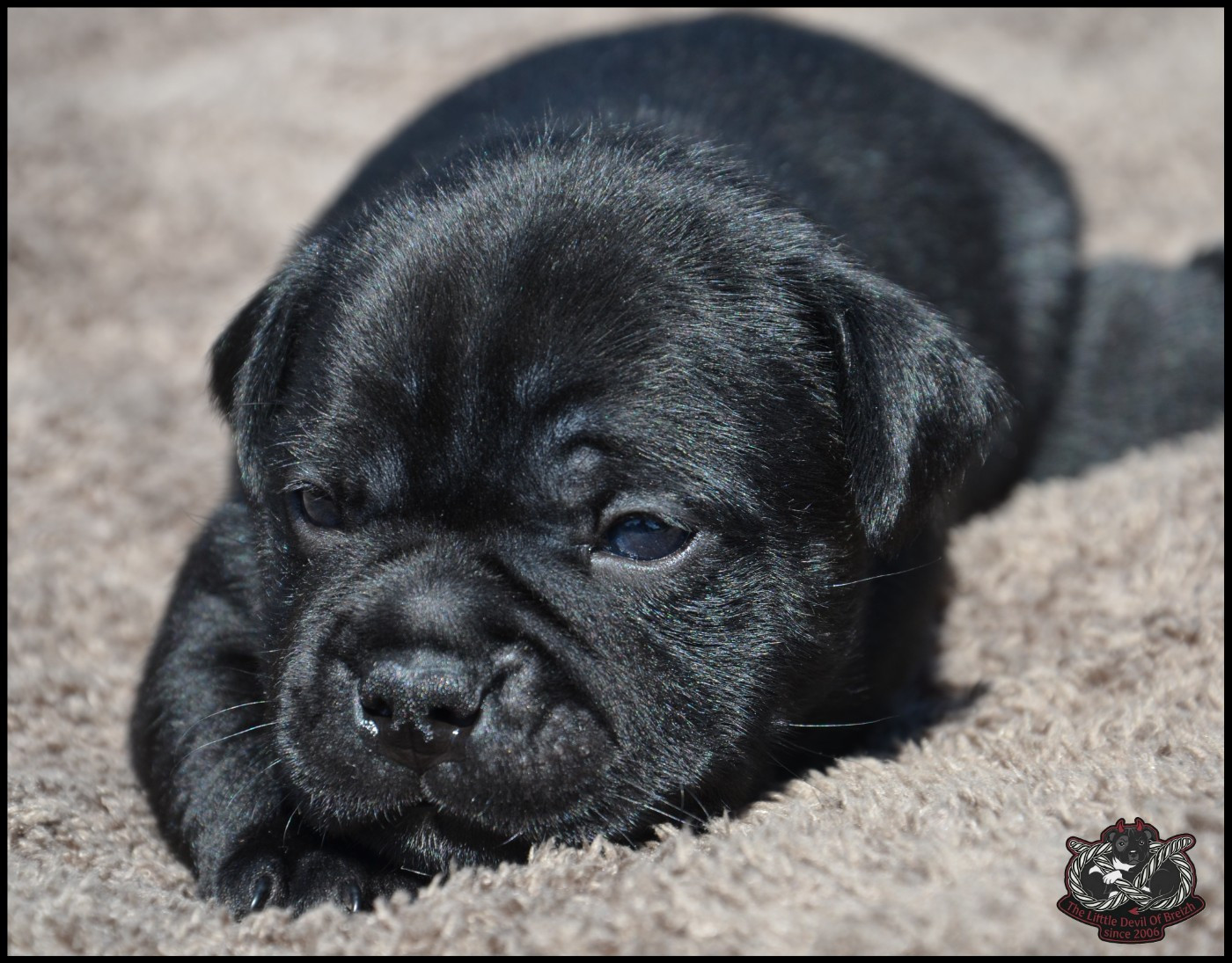 The Little Devil Of Breizh - Chiots disponibles - Staffordshire Bull Terrier