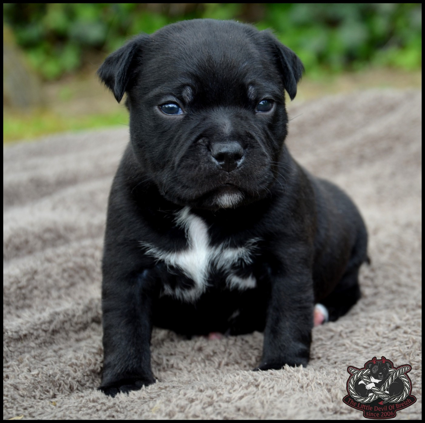 The Little Devil Of Breizh - Chiots disponibles - Staffordshire Bull Terrier