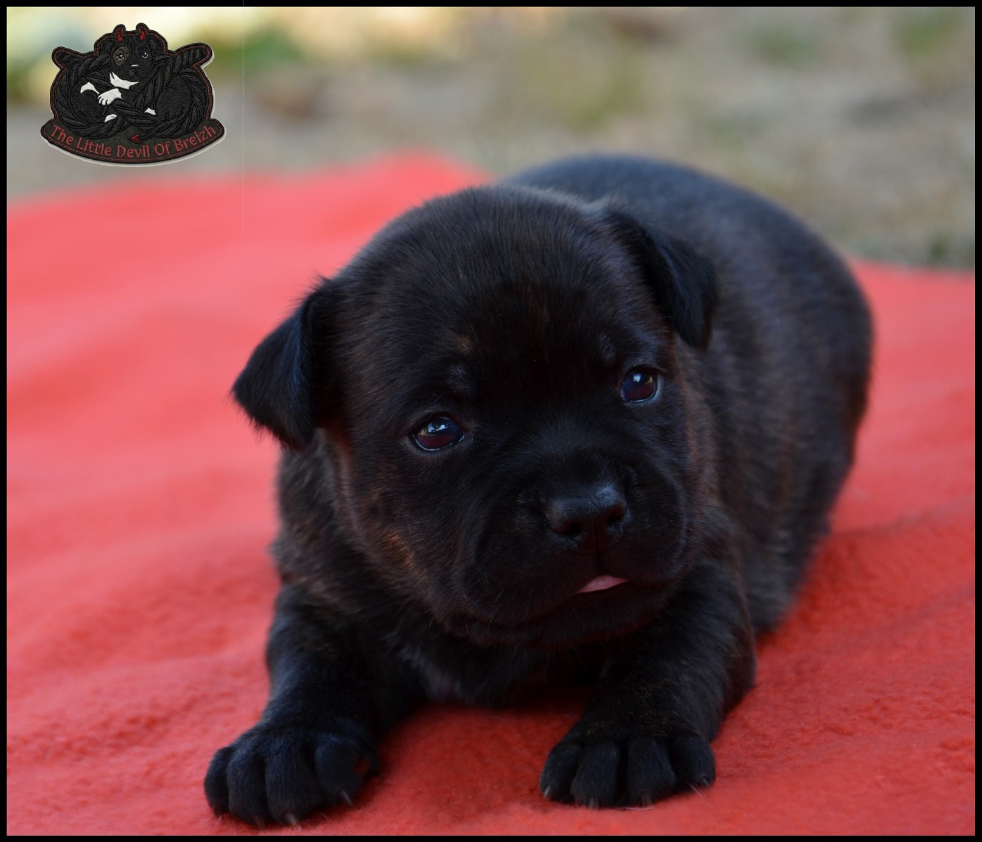 The Little Devil Of Breizh - Chiots disponibles - Staffordshire Bull Terrier