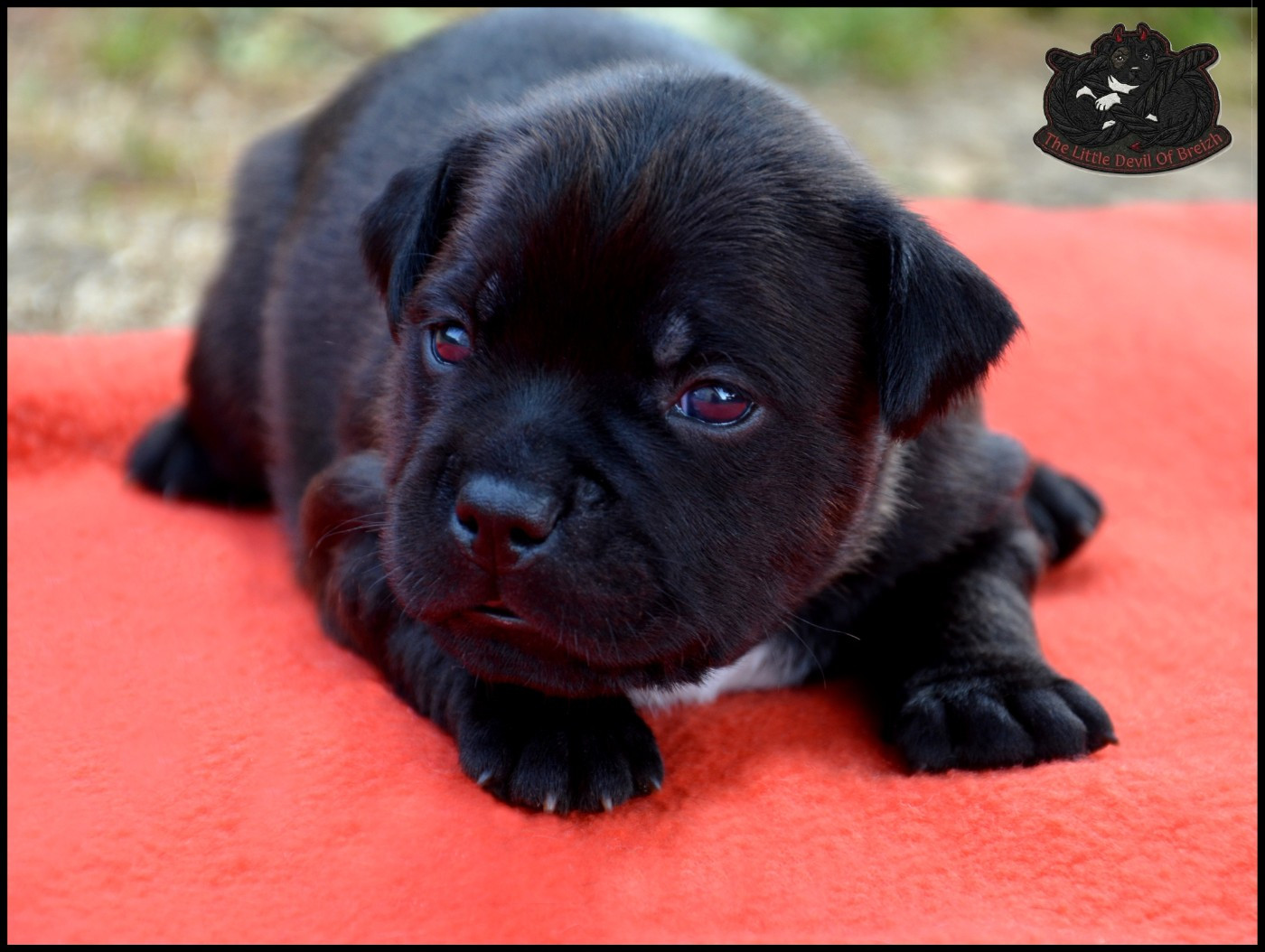 The Little Devil Of Breizh - Chiots disponibles - Staffordshire Bull Terrier