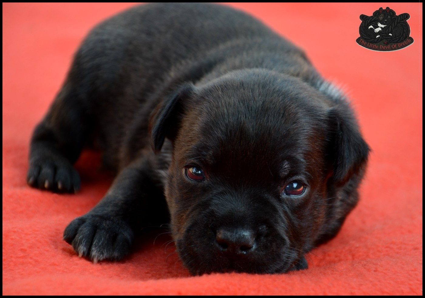 The Little Devil Of Breizh - Chiots disponibles - Staffordshire Bull Terrier