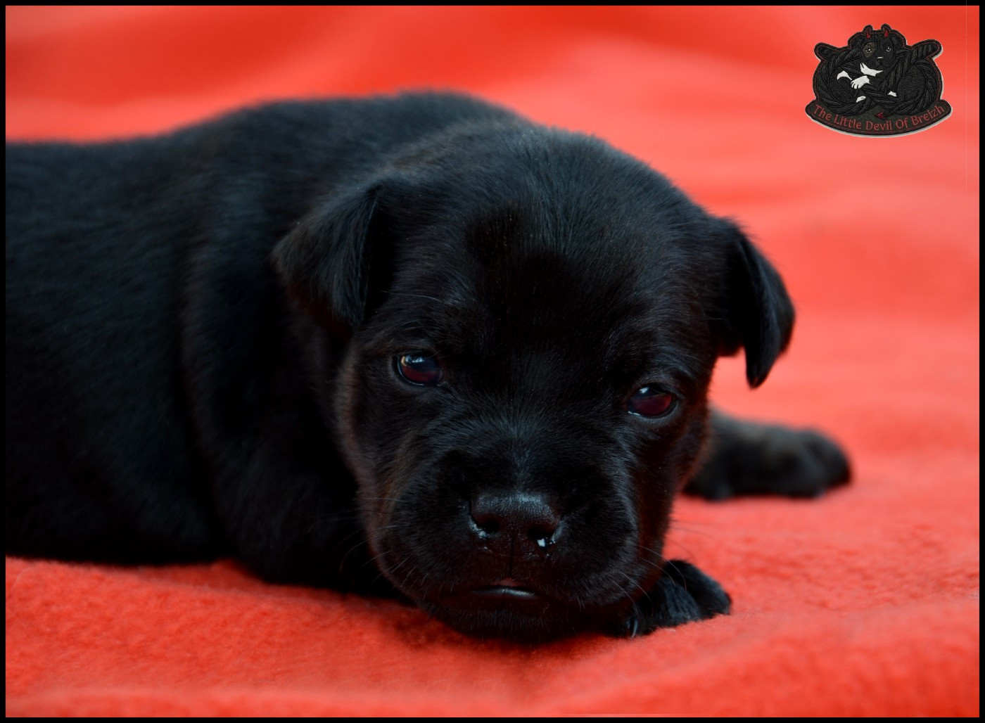 The Little Devil Of Breizh - Chiots disponibles - Staffordshire Bull Terrier