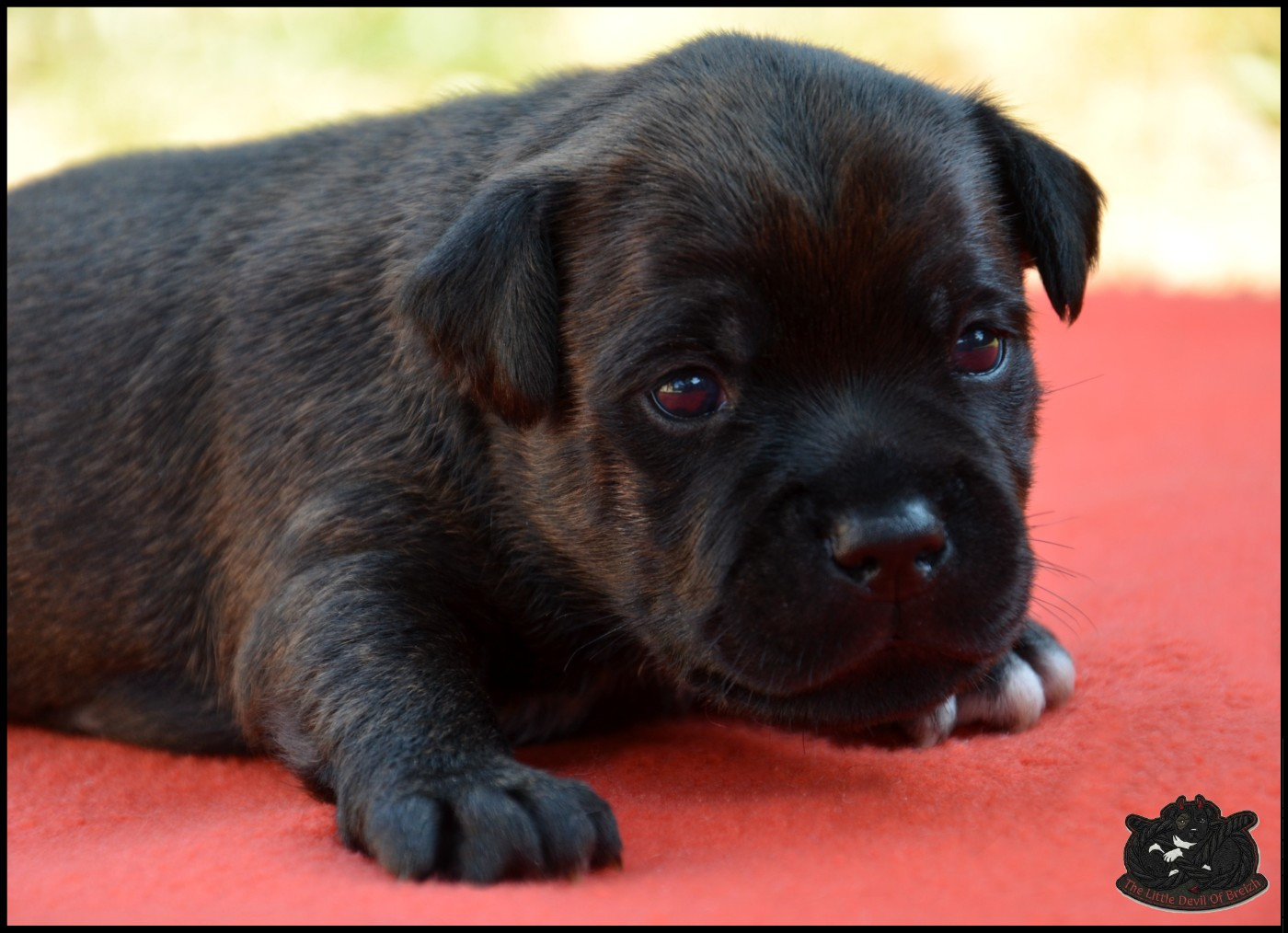 The Little Devil Of Breizh - Chiots disponibles - Staffordshire Bull Terrier