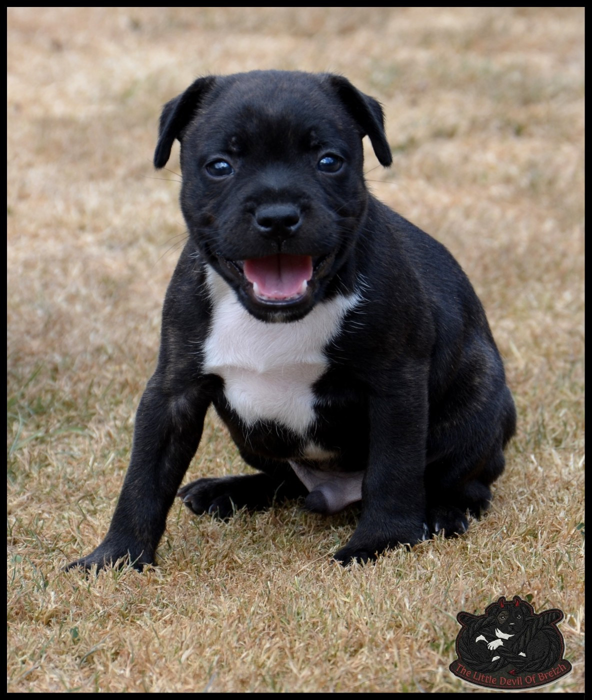 The Little Devil Of Breizh - Chiots disponibles - Staffordshire Bull Terrier