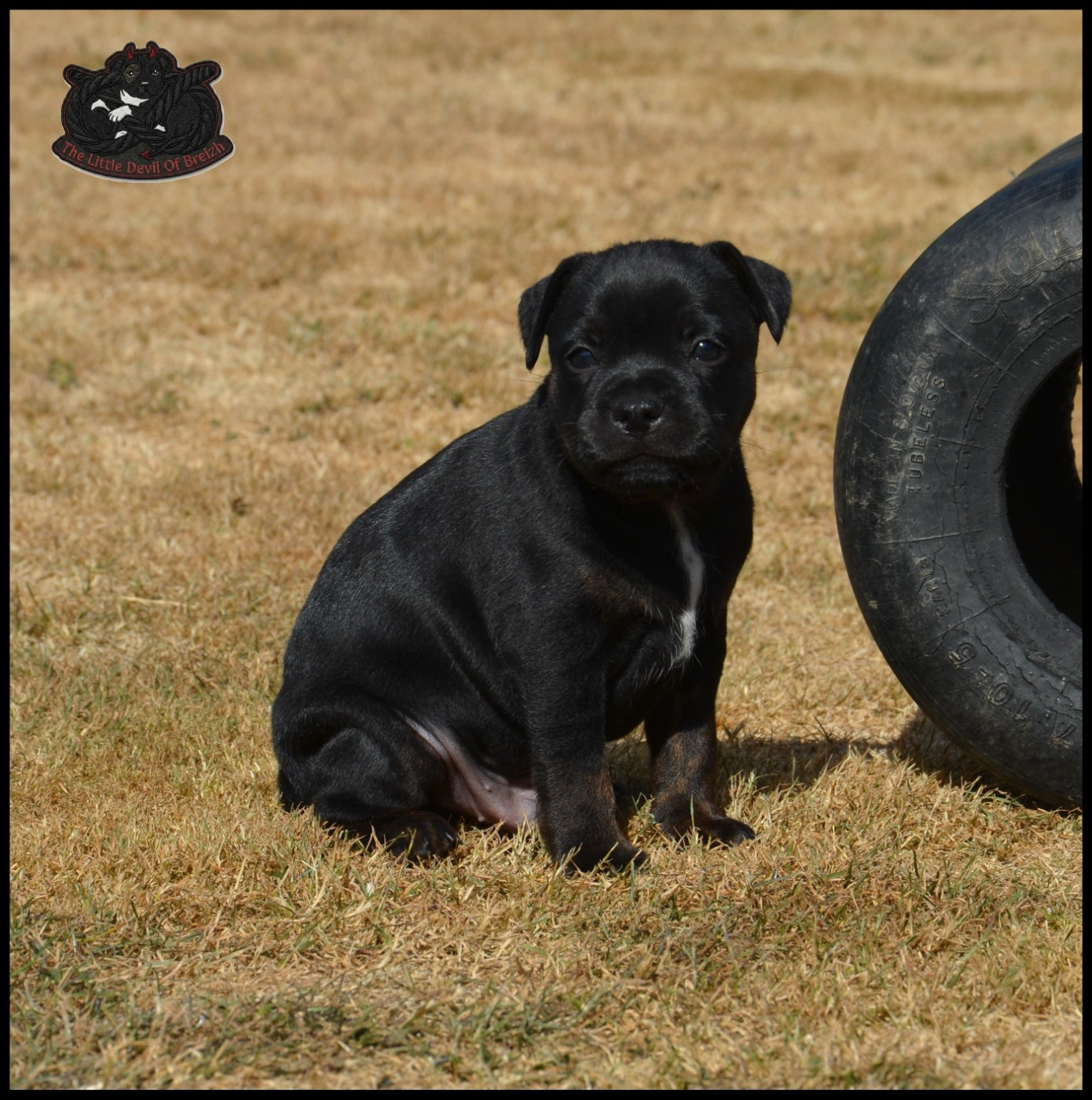 The Little Devil Of Breizh - Chiots disponibles - Staffordshire Bull Terrier