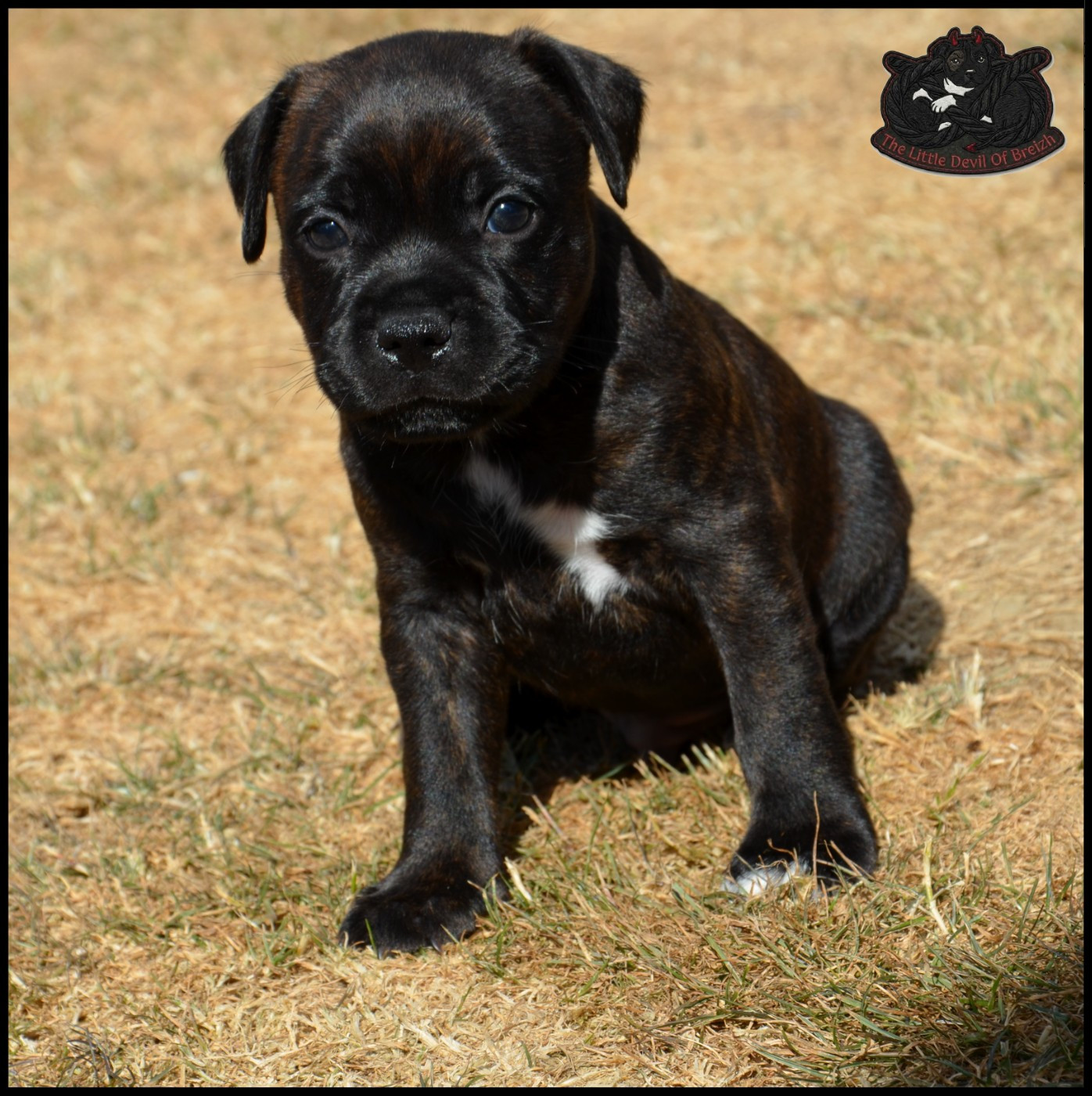 The Little Devil Of Breizh - Chiots disponibles - Staffordshire Bull Terrier