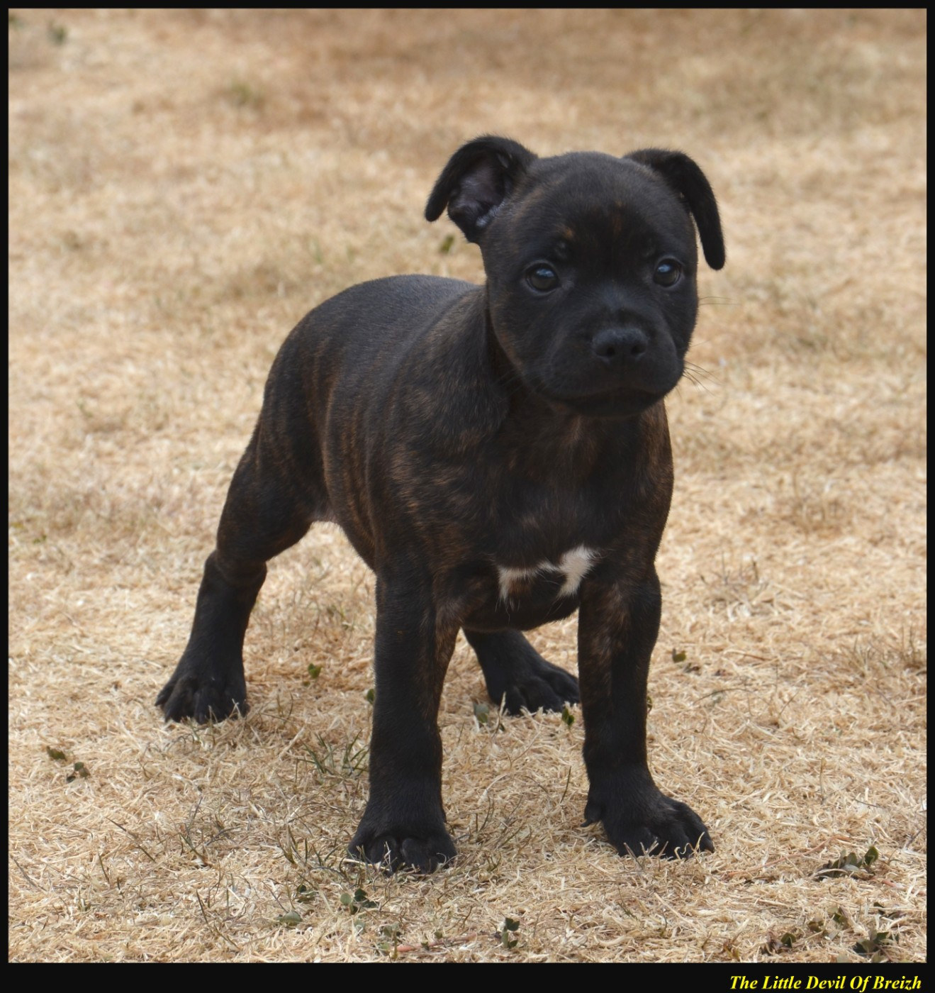 The Little Devil Of Breizh - Staffordshire Bull Terrier - Portée née le 25/06/2026