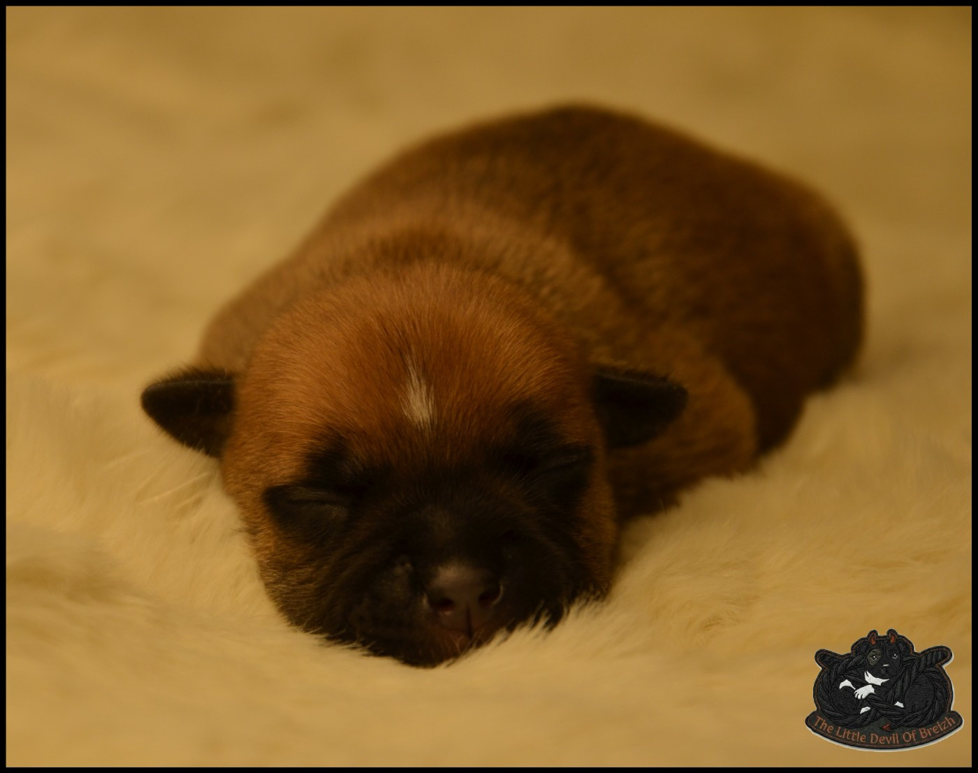 The Little Devil Of Breizh - Chiots disponibles - Staffordshire Bull Terrier
