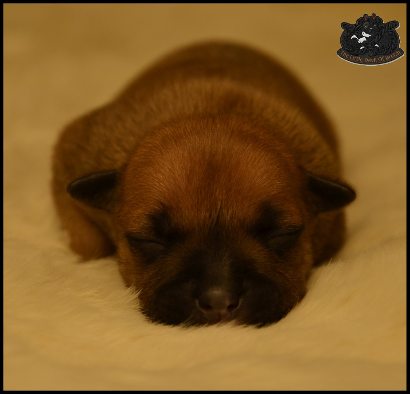 The Little Devil Of Breizh - Chiots disponibles - Staffordshire Bull Terrier