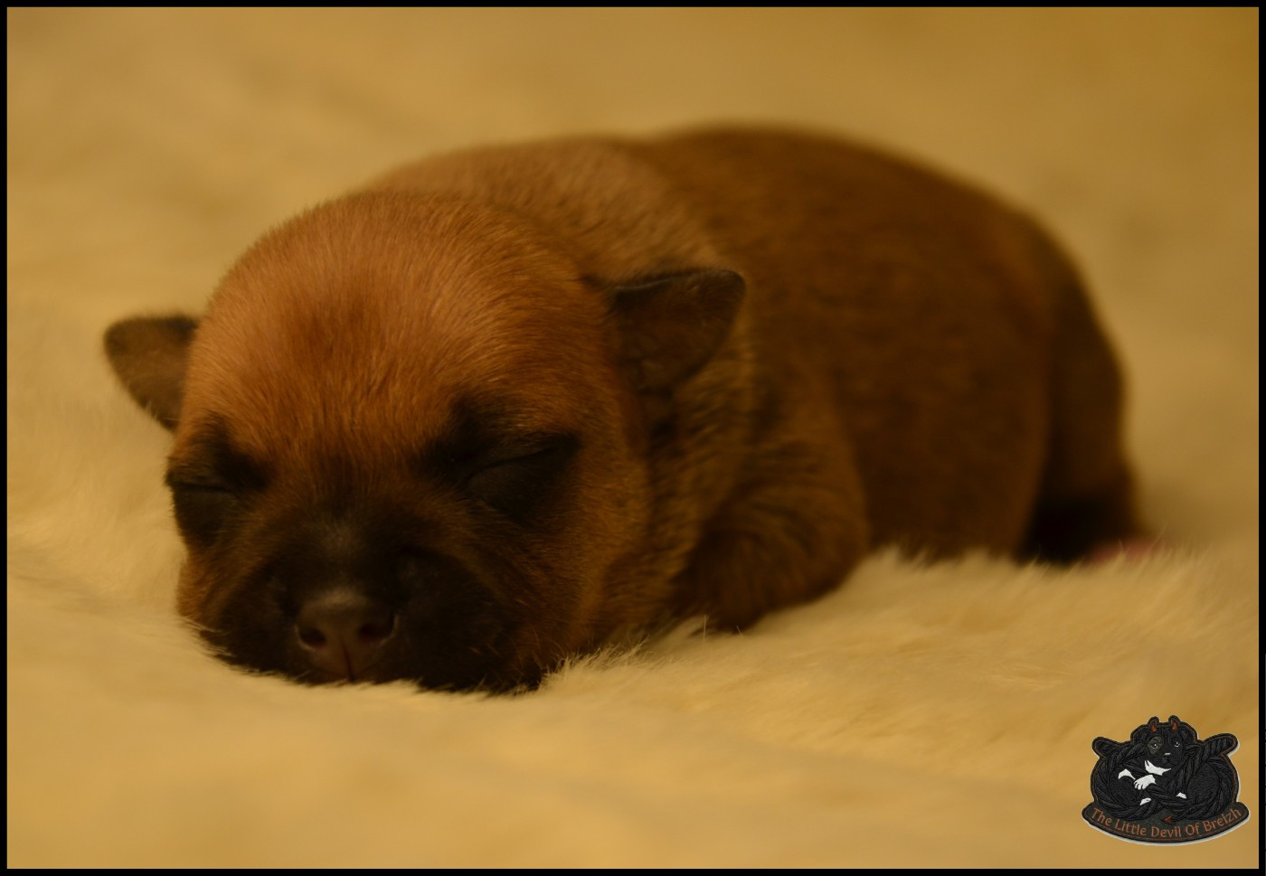 The Little Devil Of Breizh - Chiots disponibles - Staffordshire Bull Terrier