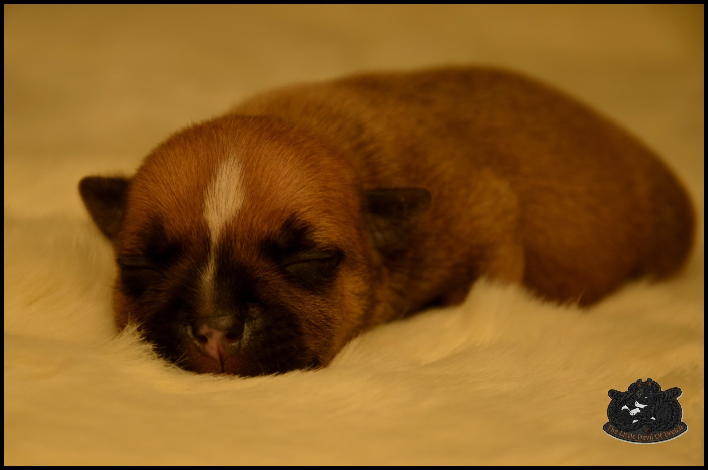 The Little Devil Of Breizh - Chiots disponibles - Staffordshire Bull Terrier