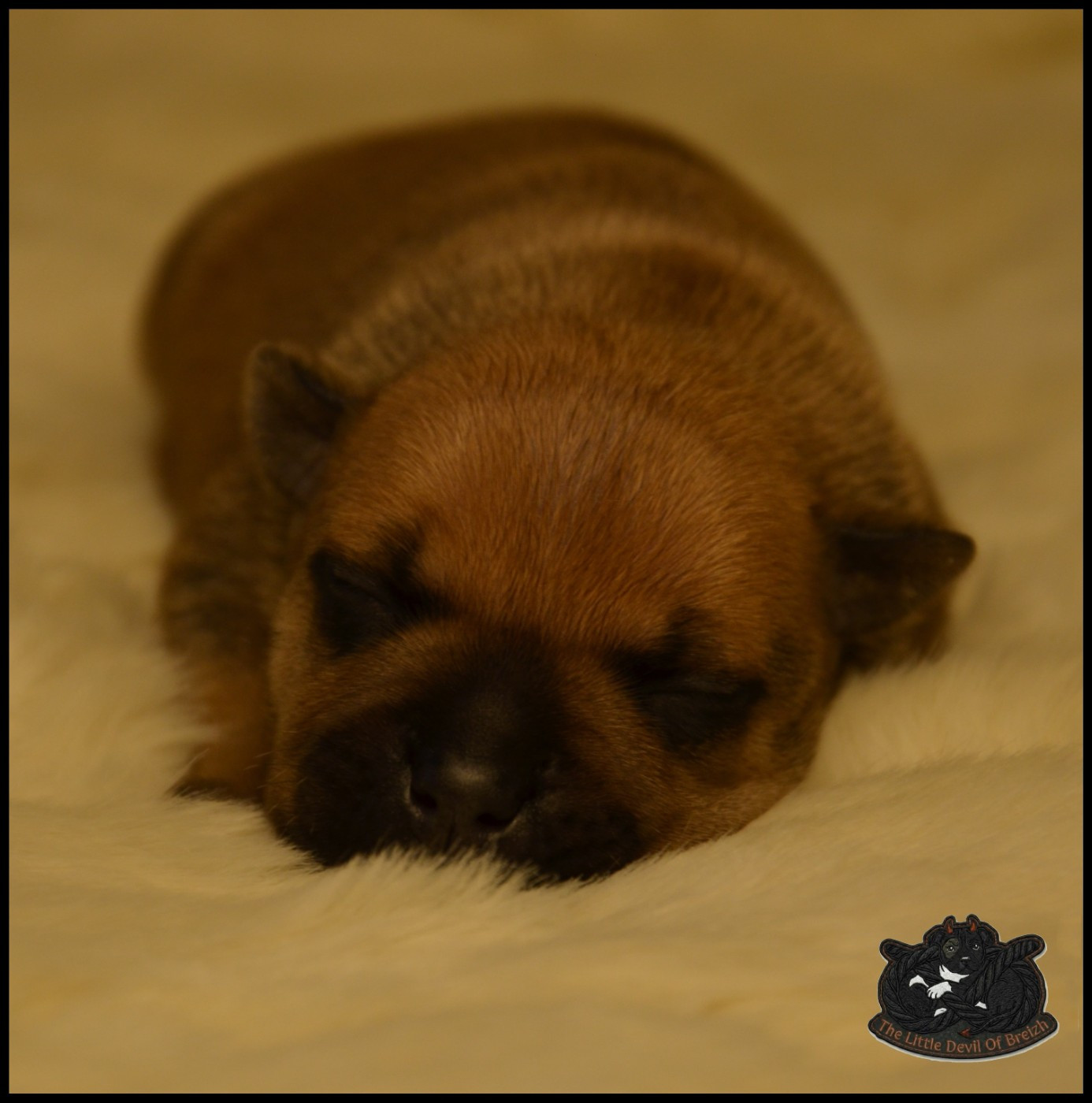 The Little Devil Of Breizh - Chiots disponibles - Staffordshire Bull Terrier