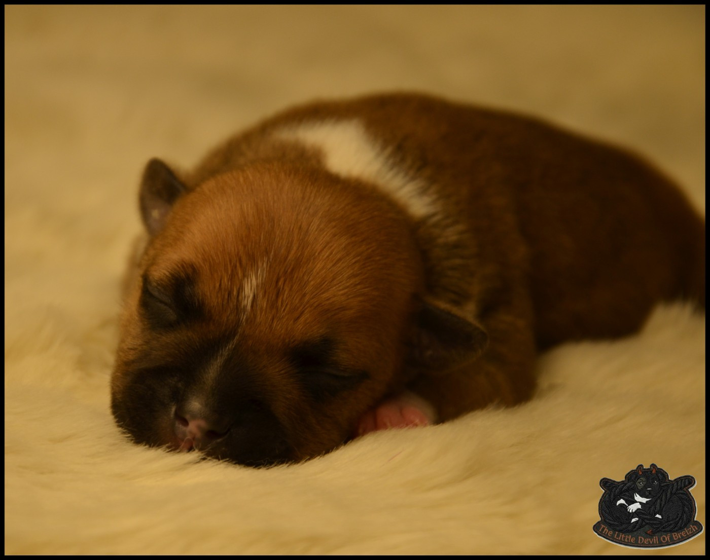 The Little Devil Of Breizh - Chiots disponibles - Staffordshire Bull Terrier