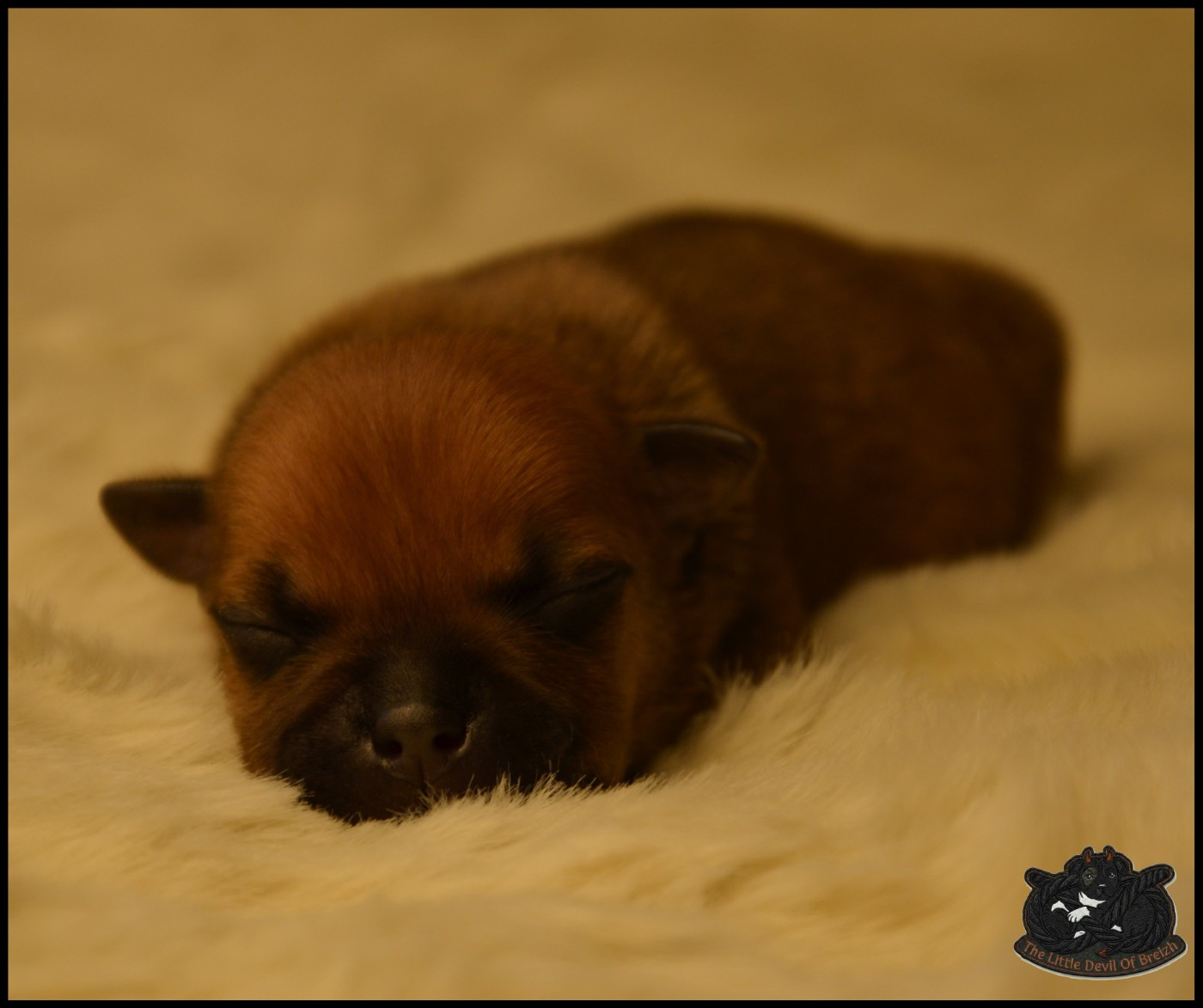 The Little Devil Of Breizh - Chiots disponibles - Staffordshire Bull Terrier