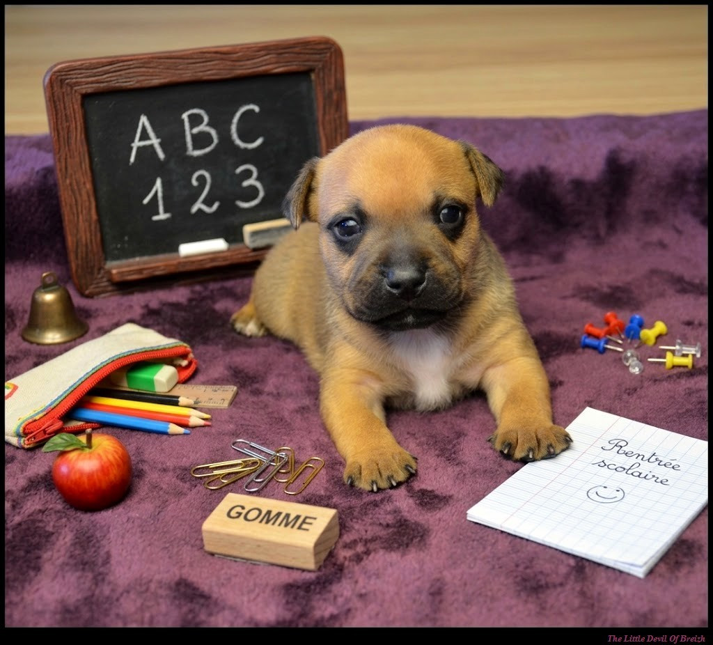 The Little Devil Of Breizh - Chiots disponibles - Staffordshire Bull Terrier