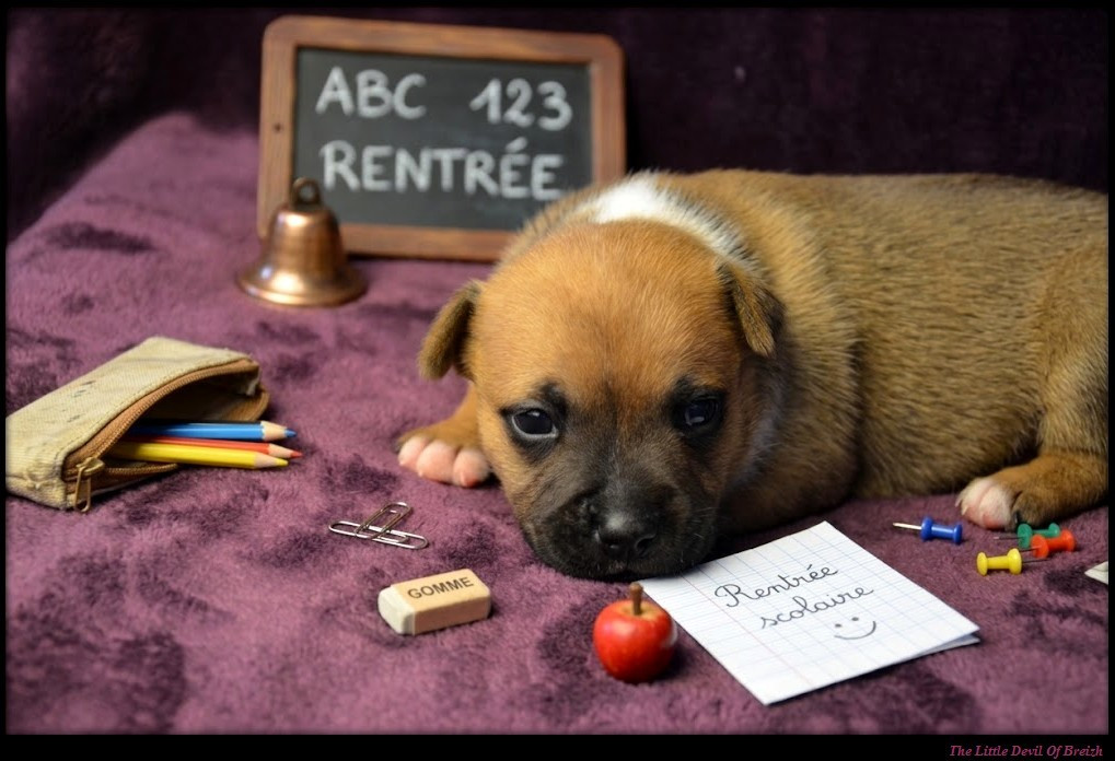 The Little Devil Of Breizh - Chiots disponibles - Staffordshire Bull Terrier